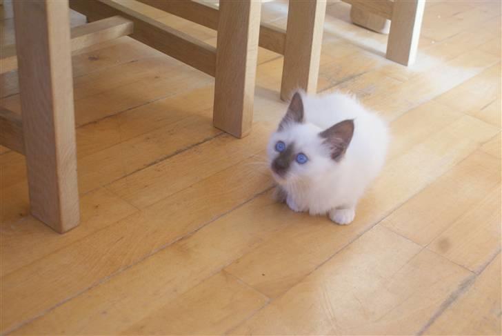 Hellig Birma DK Beau Chaton Diablo billede 5