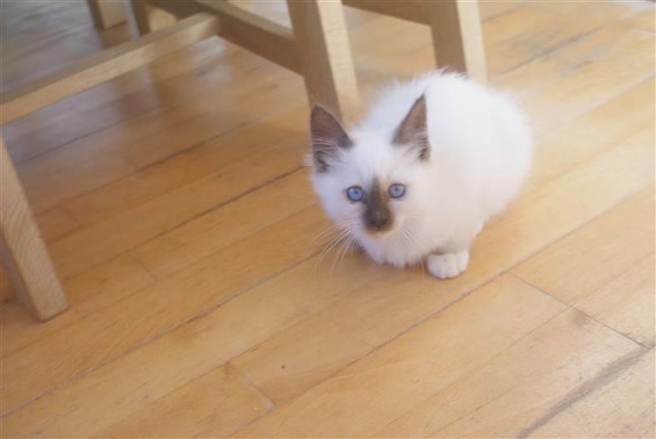 Hellig Birma DK Beau Chaton Diablo billede 6