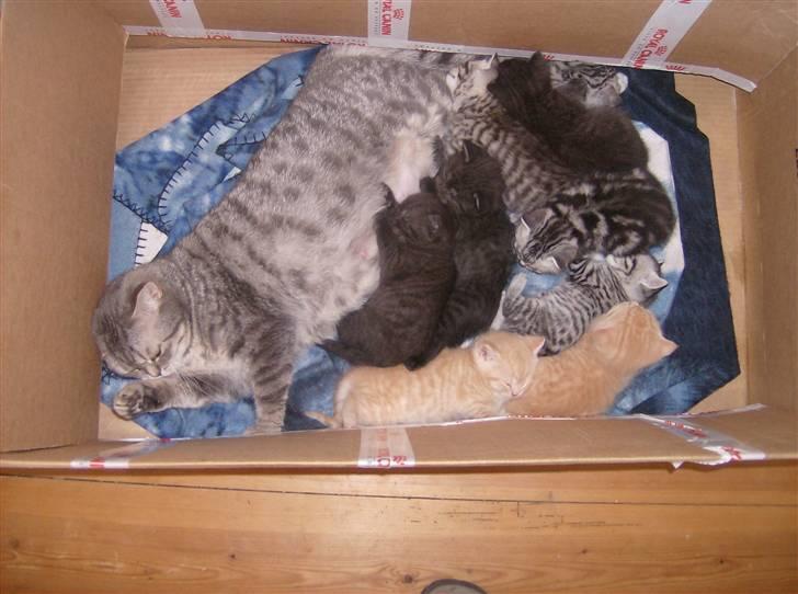 British Shorthair Kiara - rend famillie hygge billede 6