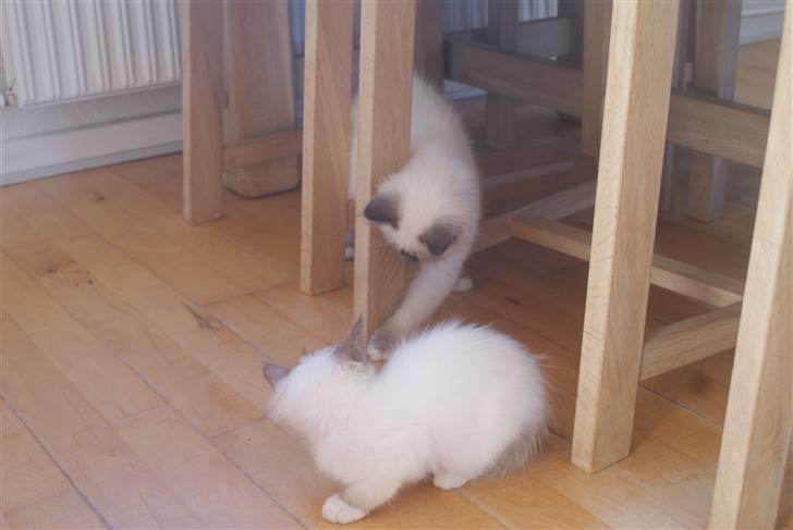 Hellig Birma DK Beau Chaton Diablo - Her leger han lige med sin nye "søster" billede 7