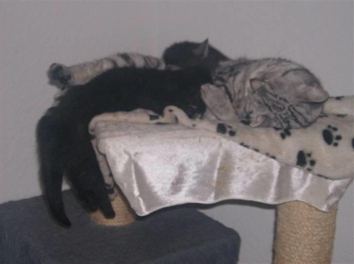 British Shorthair Kiara - hænger lige ud her på sove pladsen hus mor billede 7