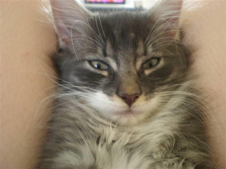 Norsk Skovkat R.I.P Sinus billede 12