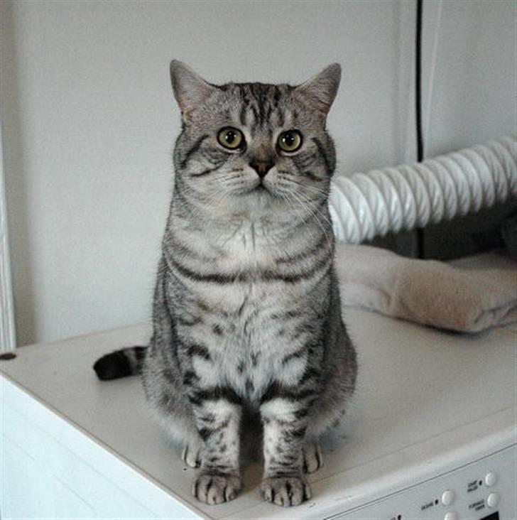 British Shorthair Kjätta's Aslan - hej piger er jeg ikke bare skønd billede 1