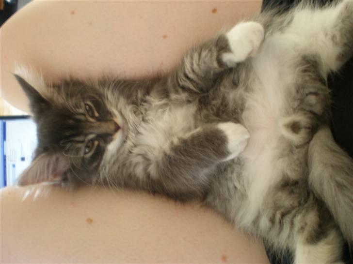 Norsk Skovkat R.I.P Sinus billede 13