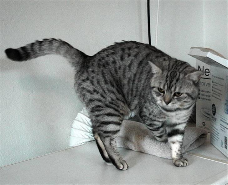British Shorthair Kjätta's Aslan - se mig lige skønd fra alle sider billede 2