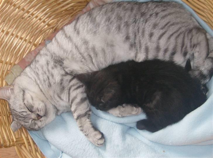 British Shorthair Kjätta's Aslan - far og søn putte tid billede 3