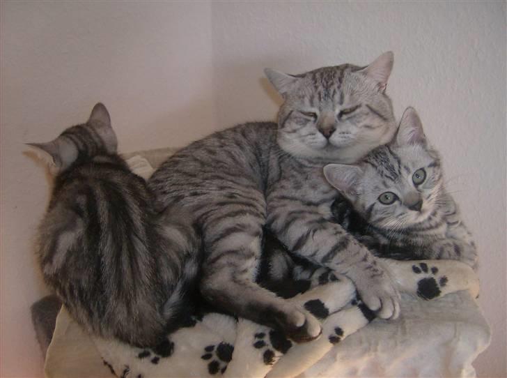 British Shorthair Kjätta's Aslan - så er det min tur til at passe de små og jeg elsker det billede 4