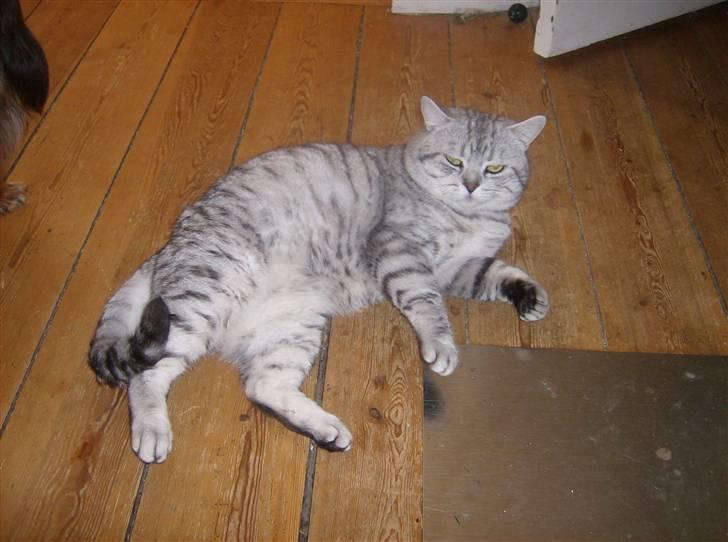 British Shorthair Kjätta's Aslan - hej piger billede 5