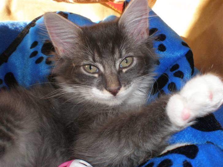 Norsk Skovkat R.I.P Sinus billede 14