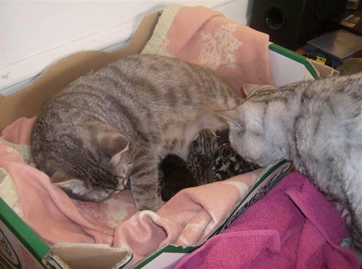 British Shorthair Kjätta's Aslan - må lige se om hun og de små har det godt . godt det ikke mig der skal føde  billede 6