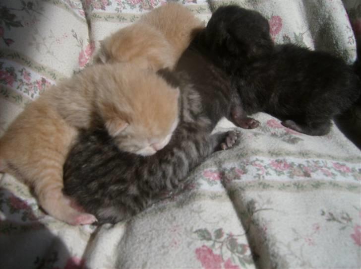 British Shorthair Kjätta's Aslan - ja dem er jeg også far til  fars små guld klumber billede 7