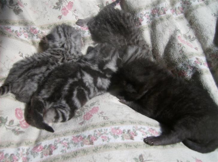 British Shorthair Kjätta's Aslan - se mine børn er de ikke bare skønde billede 8