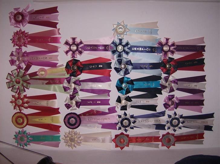 British Shorthair Kjätta's Aslan - her er nogle af de ruseter som vi har fået  billede 9