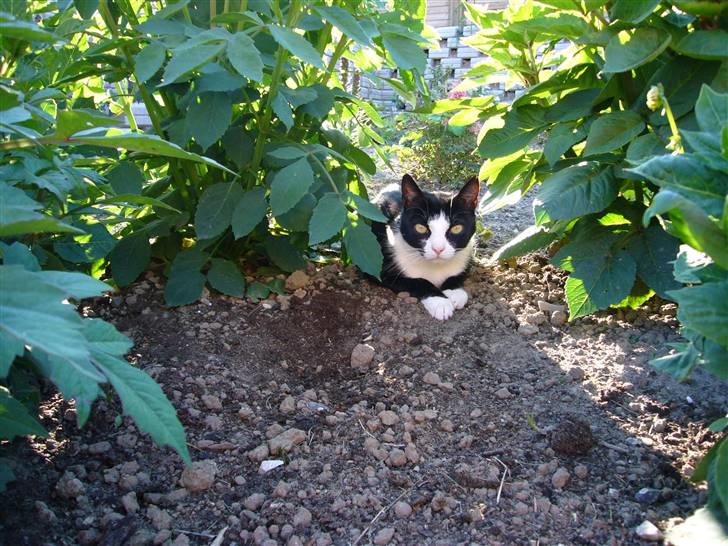 Huskat Niki - Min yndlingsplads i haven billede 1