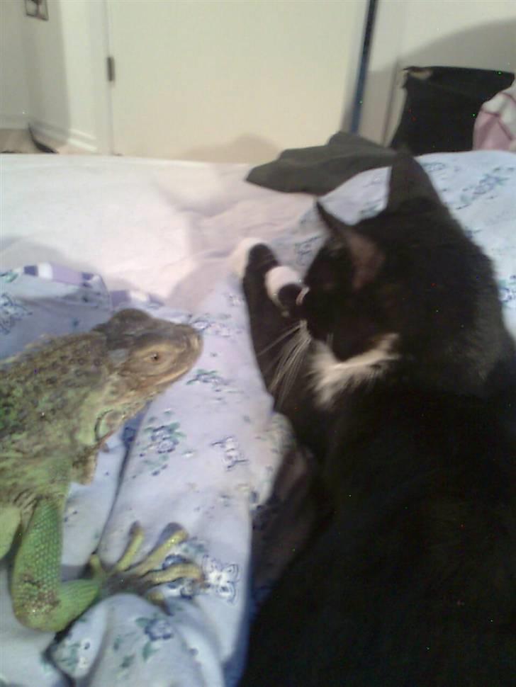 Huskat Niki - Hunde og katte kan holde sig væk, men luguanen må gerne være med til at putte :) billede 2