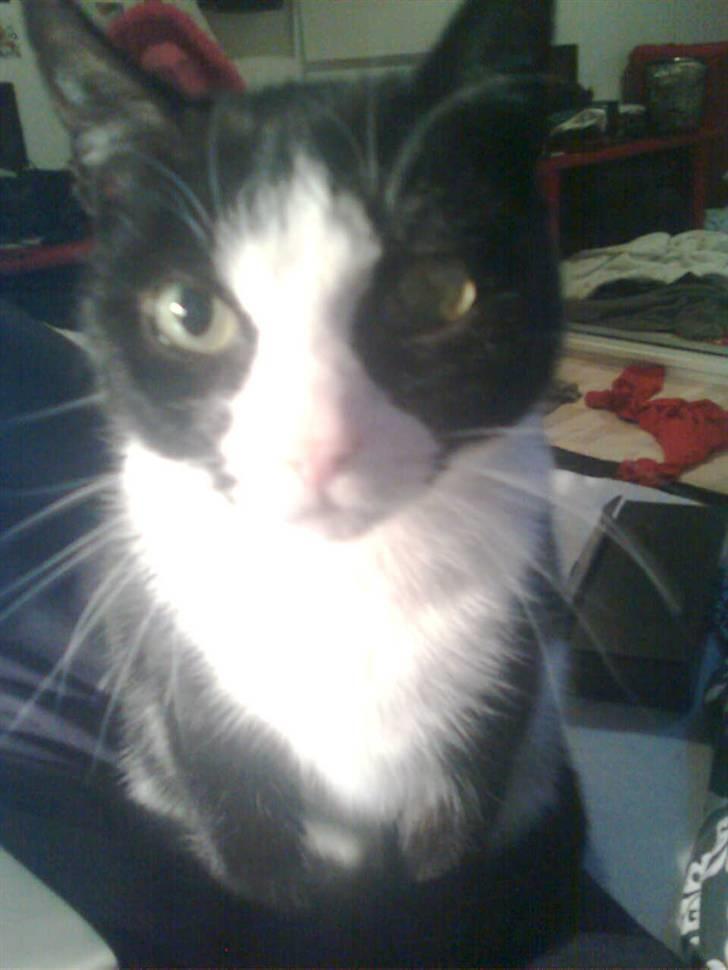 Huskat Niki billede 4