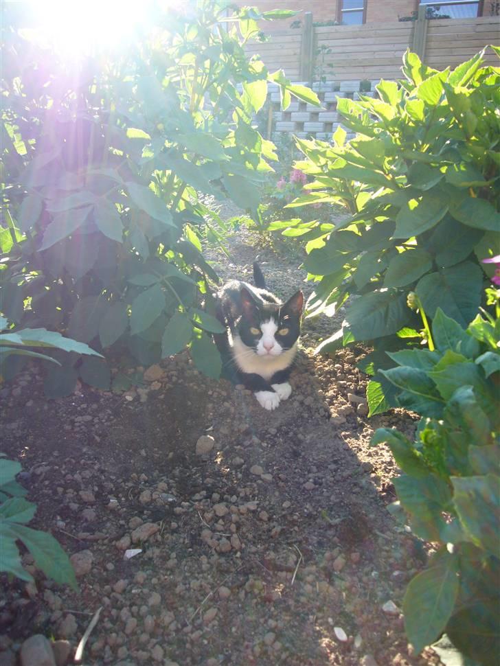 Huskat Niki - Det er så dejligt at ligge herude i haven, hvor man kan holde øje med det hele billede 5