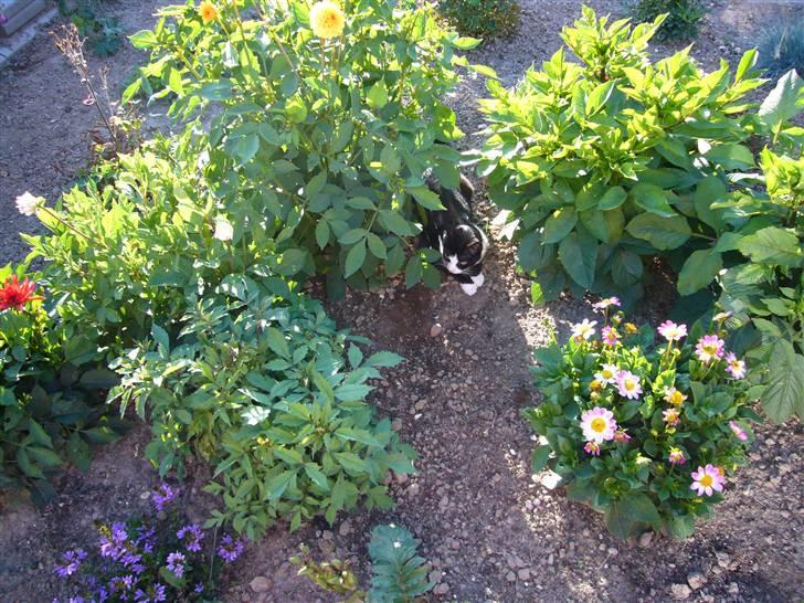 Huskat Niki billede 6