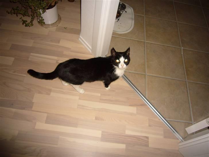 Huskat Niki - Må jeg bede om noget mad mor? billede 7