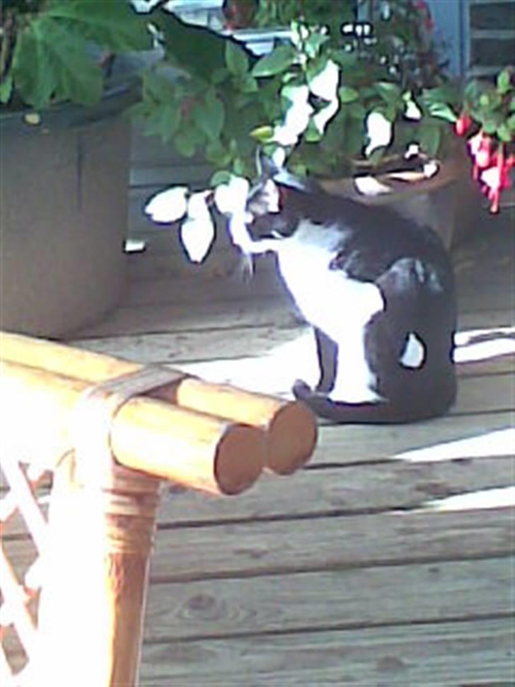 Huskat Niki - Sidder lige på terrassen og holder øje. Beklager billedet er så sløret billede 8