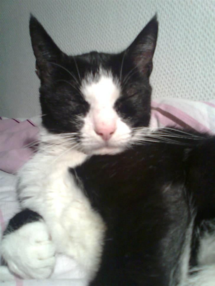 Huskat Niki - Jeg elsker livet :) billede 9