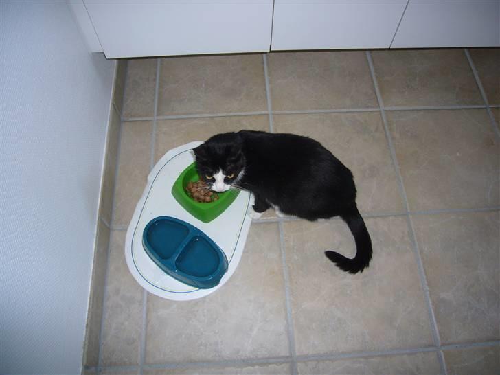 Huskat Niki - Du røre ikke min mad! billede 11