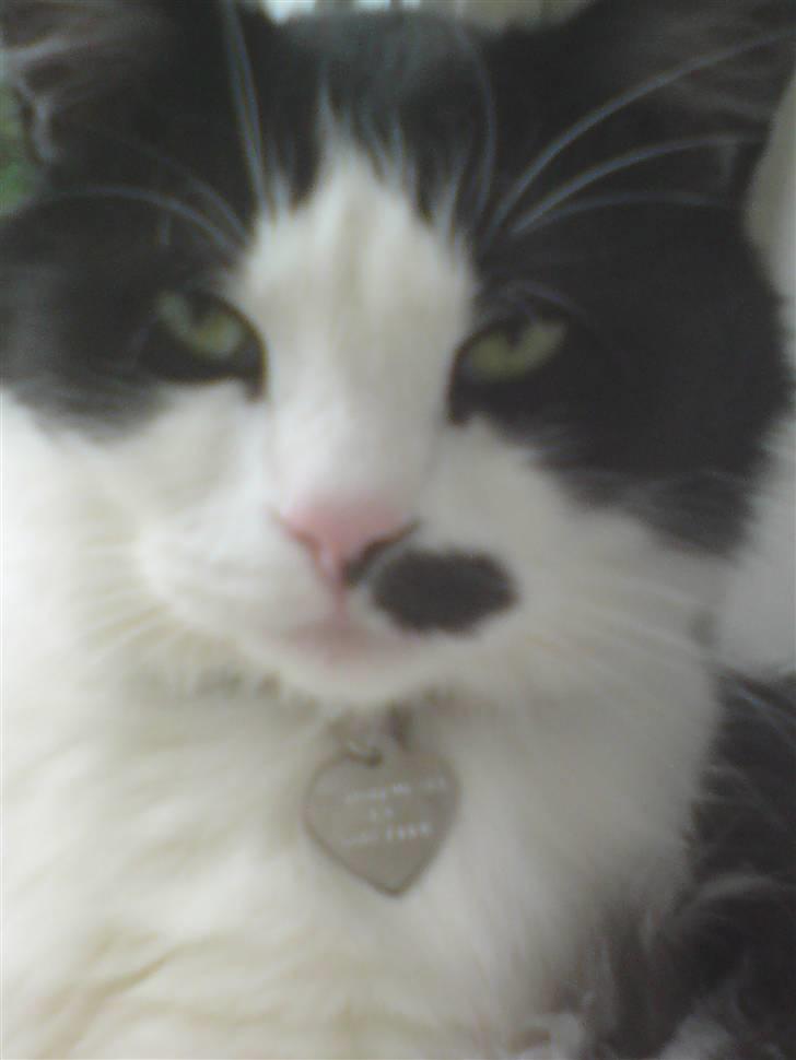 Blanding af racer Sophus - Mor tager bare ALTID billeder af mig !! billede 1