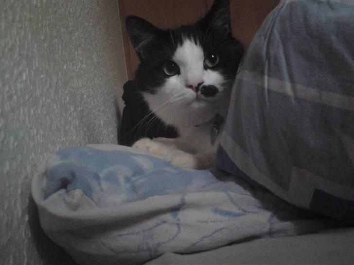 Blanding af racer Sophus - Jeg elsker at putte i sengen sammen med mor og far :)  billede 2