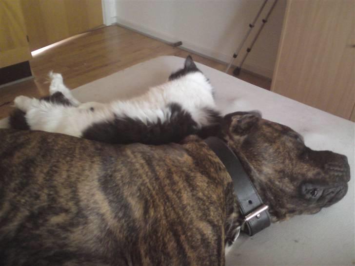 Blanding af racer Sophus - Mig og min Lillebror Pablo.. billede 3