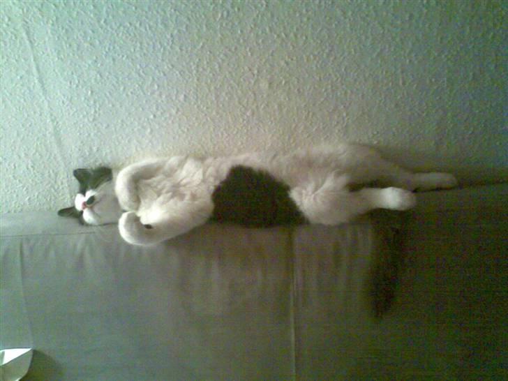 Blanding af racer Sophus - Jaa :) det er så mig som killing :) der elskede jeg bare at ligge :) billede 4