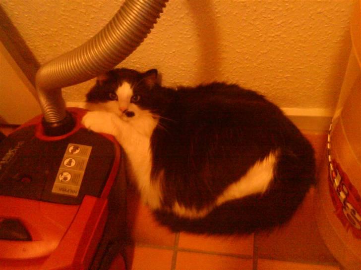 Blanding af racer Sophus - Øv så fandt mor mig alligevel.. hun går bare amok med det kamara hele tiden !! billede 5