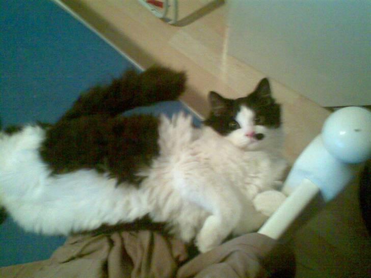 Blanding af racer Sophus - Jeg eksker senge :) billede 6