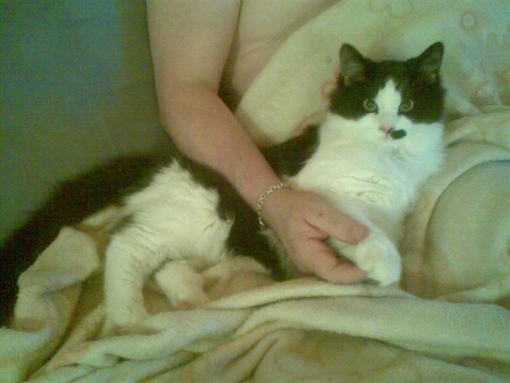 Blanding af racer Sophus - Jeg er en rigtig hygge mis :) (Når jeg selv vil) :) billede 7