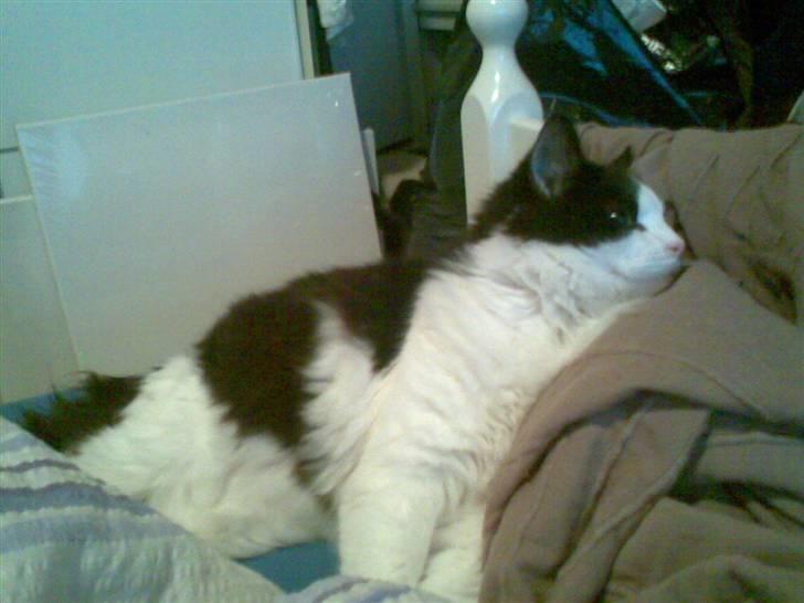 Blanding af racer Sophus - :) billede 8