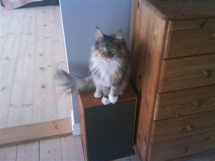 Maine Coon Ojo's Bonnie Tyler billede 1