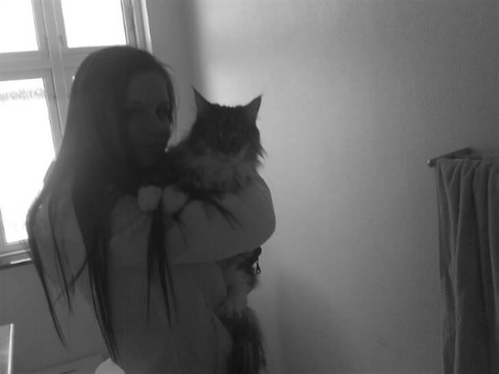 Maine Coon Ojo's Bonnie Tyler billede 2