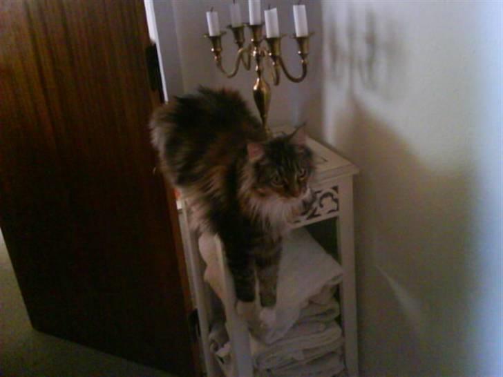 Maine Coon Ojo's Bonnie Tyler billede 3