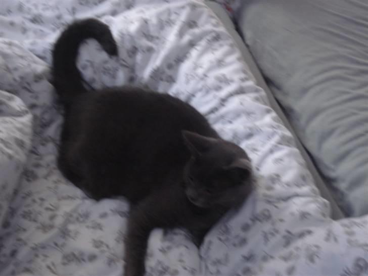 Blanding af racer Feline billede 10