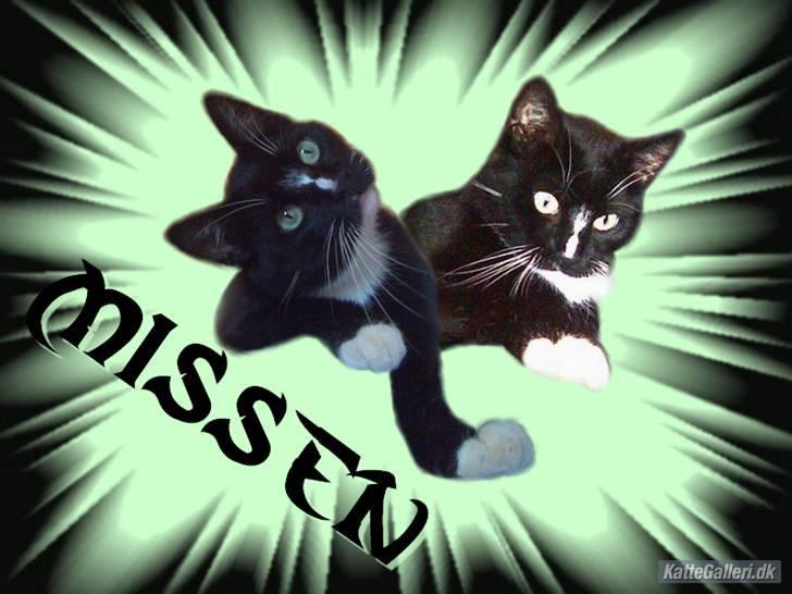 Huskat missen - billedet er lavet af "Sveske"  billede 17