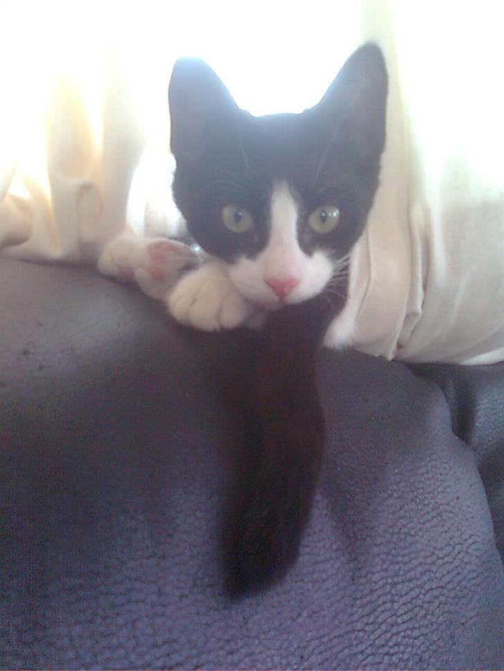 Huskat Joey billede 1