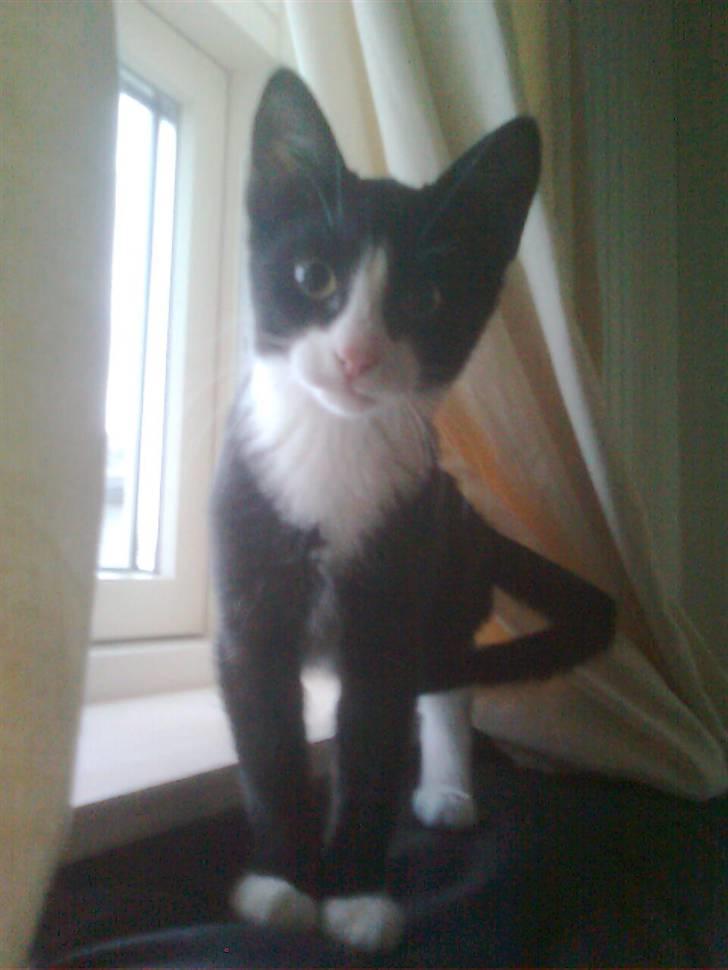 Huskat Joey - hej mor! Hvad er det du har der? billede 2