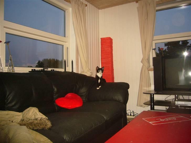 Huskat Joey billede 3