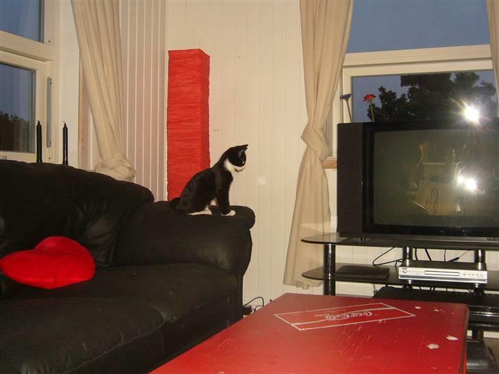 Huskat Joey - gad vide om der kommer noget spændende? billede 4