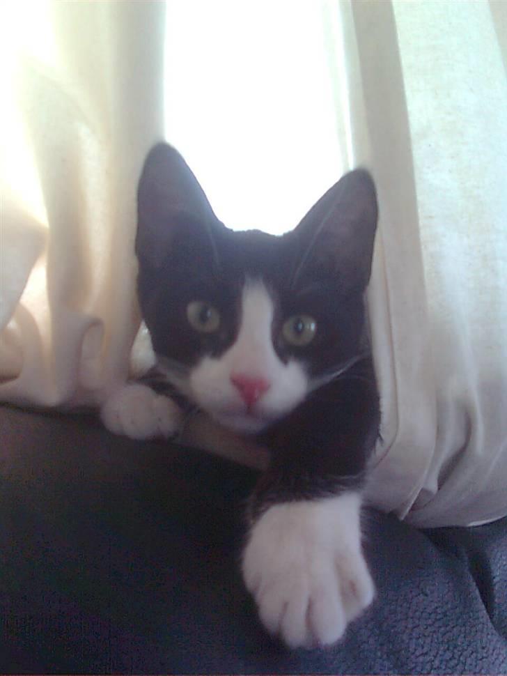 Huskat Joey billede 5