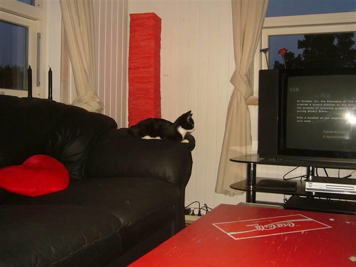 Huskat Joey - Nå, jeg skal jo lære at læse på et tidspunkt så hvorfor ikke begynde at øve sig nu? billede 6