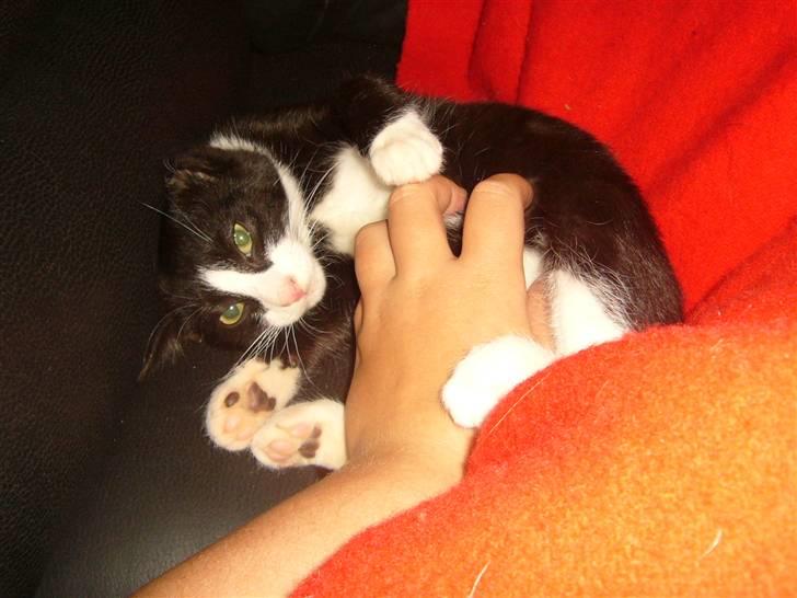 Huskat Joey - Uh ja lige der! billede 7