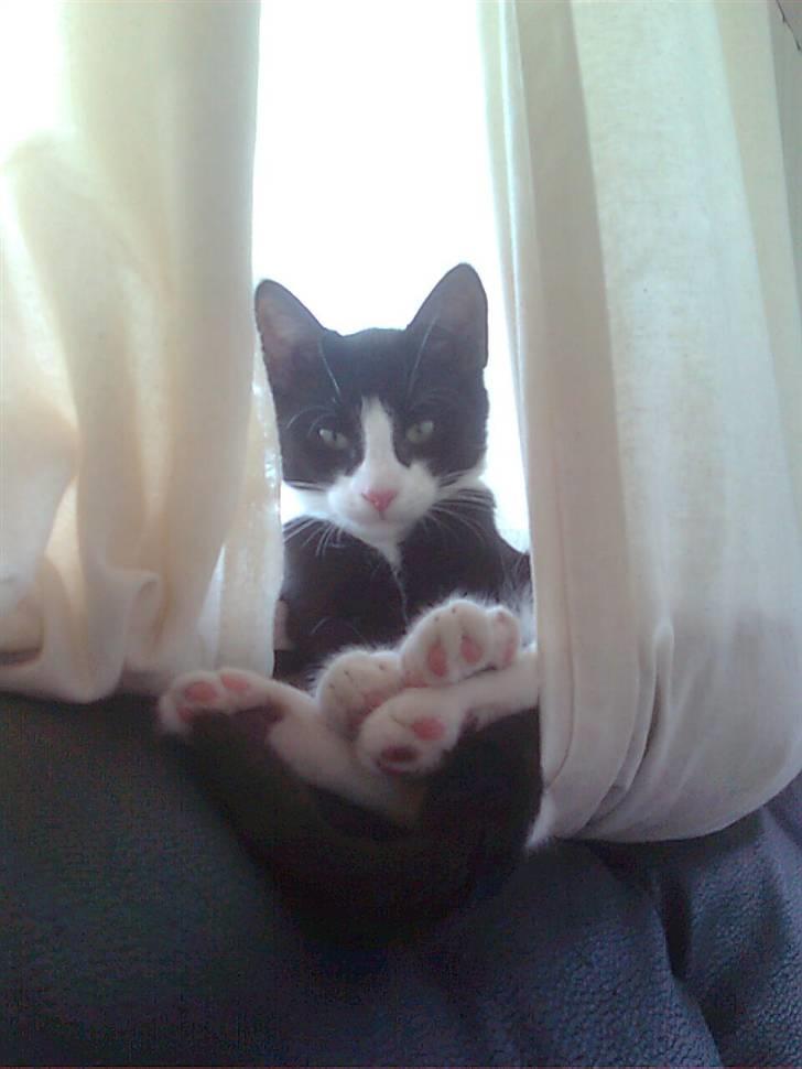 Huskat Joey - Nu æder jeg snart det kamera mor! Lad mig sove billede 8