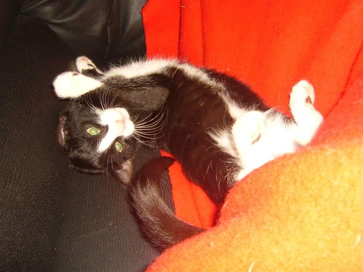 Huskat Joey - Det er så hyggeligt at putte med mor i sofaen billede 9