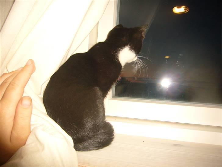 Huskat Joey - Holder lige øje med om der kommer en mus forbi billede 10