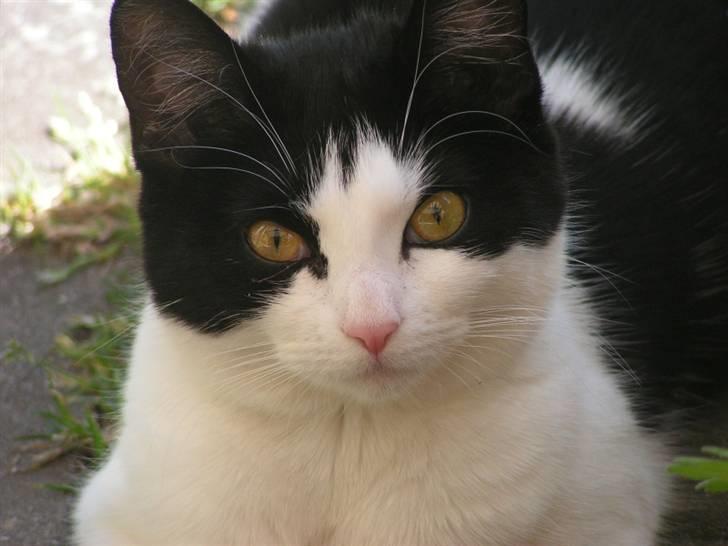 Huskat sally billede 1